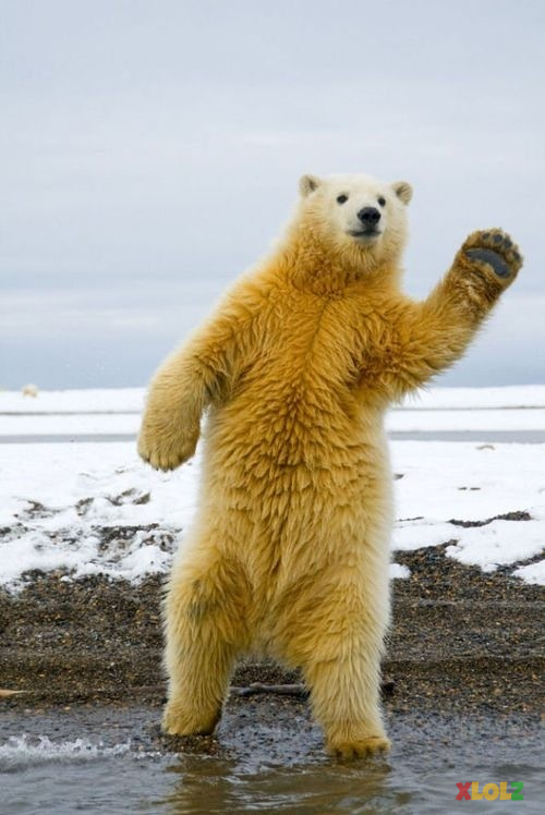 Overly friendly polar bear