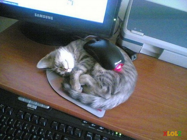 When cat love mouse