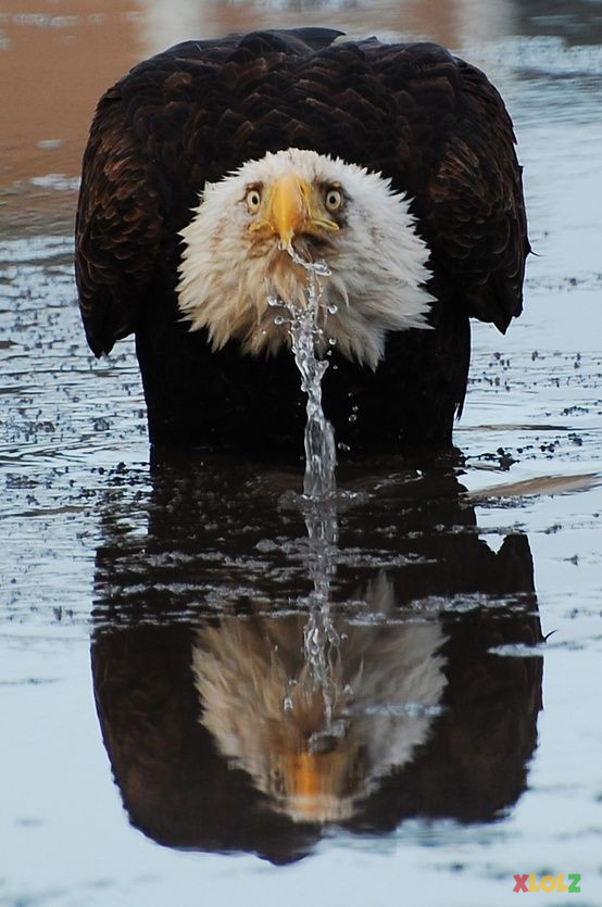 Eagle saw Justin Bieber