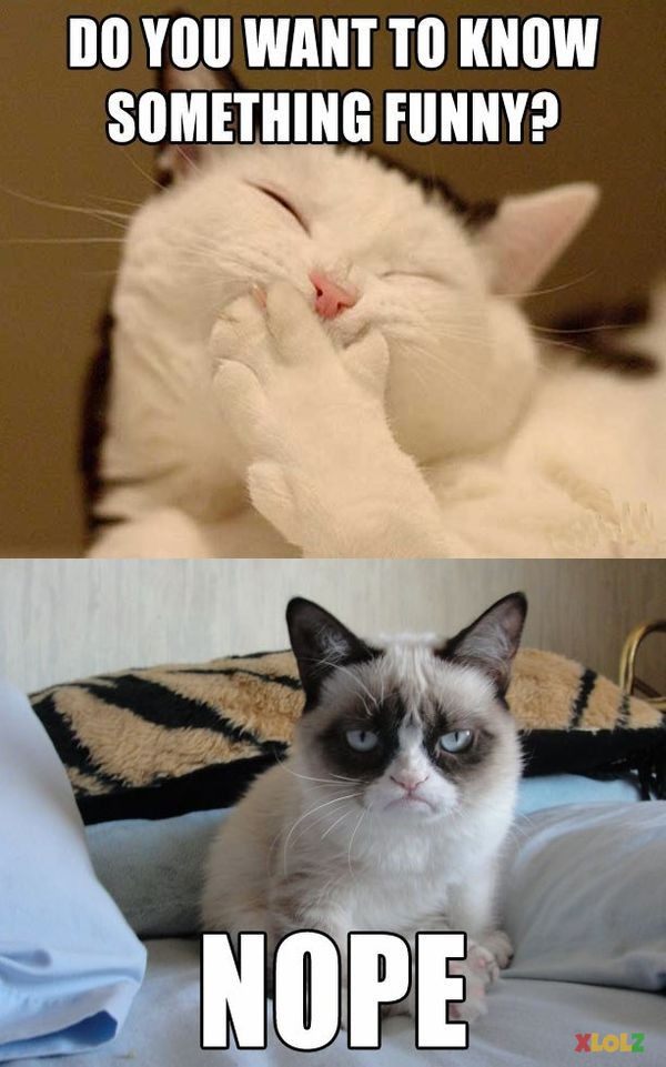 Grumpy cat meme