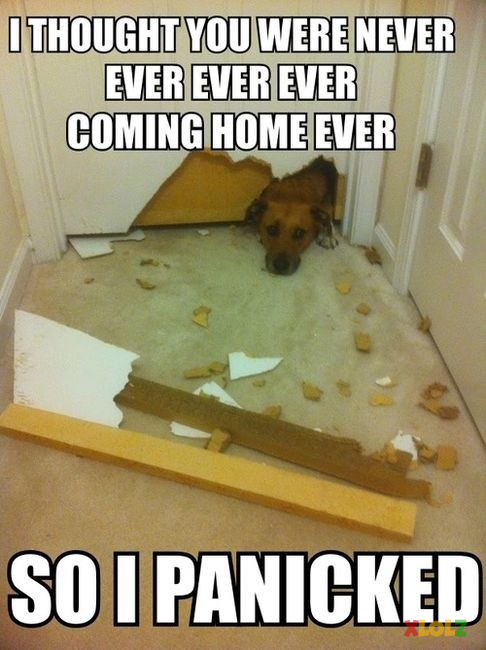 Panicked dog