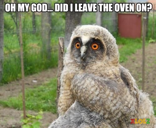 omg owl